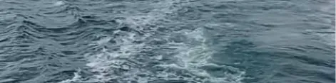 “Catch. Care. Release. ” 