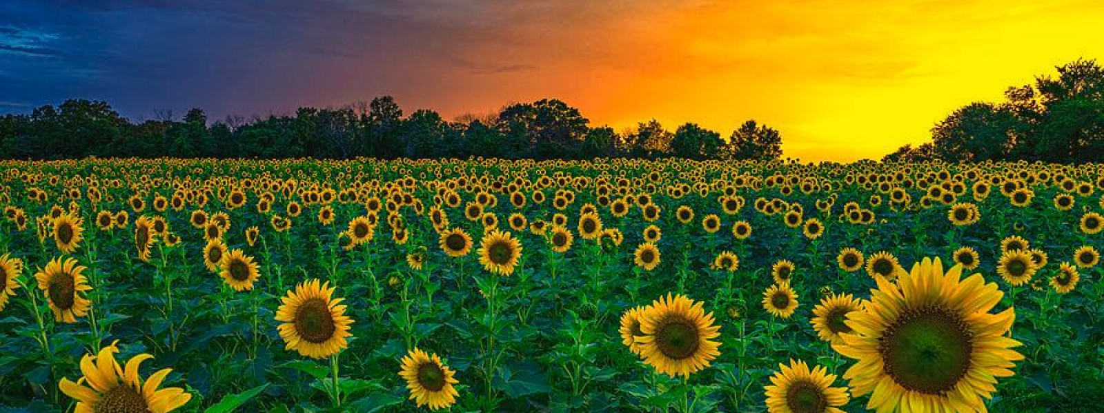 100Sunflower100Taste at Auckland, New Zealand New Zealand